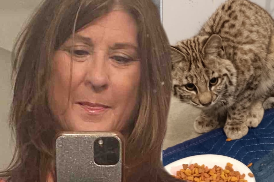 Cat lover takes in "exotic" stray kitty: when she realizes the truth, she's shocked!