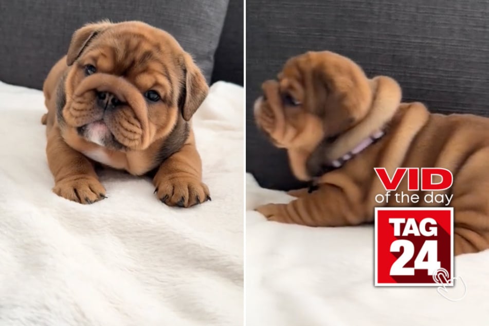 Viral Video of the Day for February 11, 2025: Squishy pup can't help growling fit: "feisty potato"