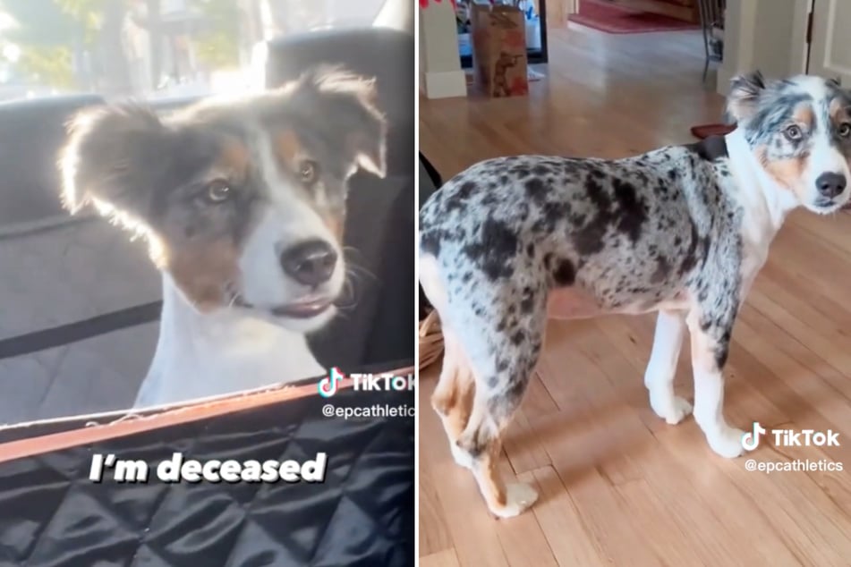 There's nothing left of this poor doggo's beautiful mane!