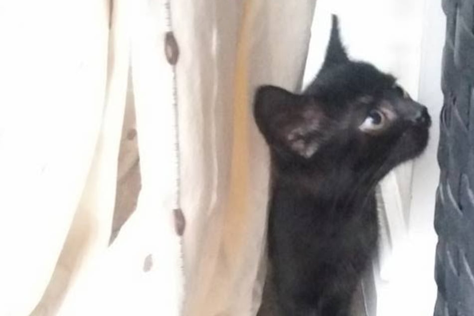 Cat vanishes after serious car accident – years later, her owner receives shocking news 