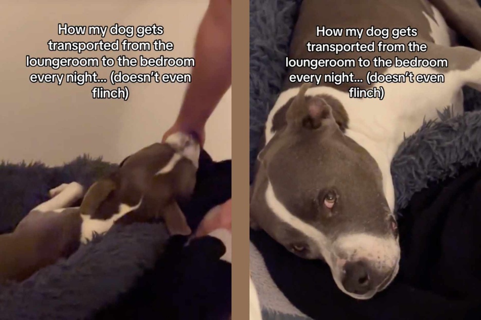 This now-viral video showing the ridiculous way that Ralphie the dog gets transported to the bedroom by his humans every night has got TikTokers cackling!