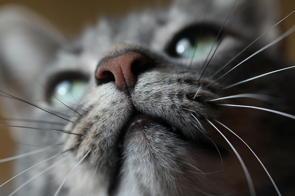 What smells do cats hate?