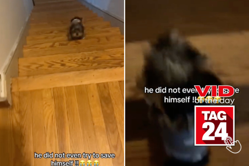 Viral Video of the Day for April 30, 2024: Pup gracefully tumbles down some stairs: Oh my god, no!"