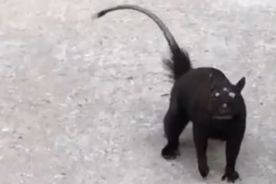 Mutant rat or Pokémon? The internet debates this mysterious three-eyed critter