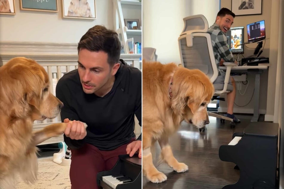 A new video featuring Golden Retriever Ellie, fellow dog Emma, and her owner Kevin Bubolz has gone viral on TikTok in a magical musical adventure!
