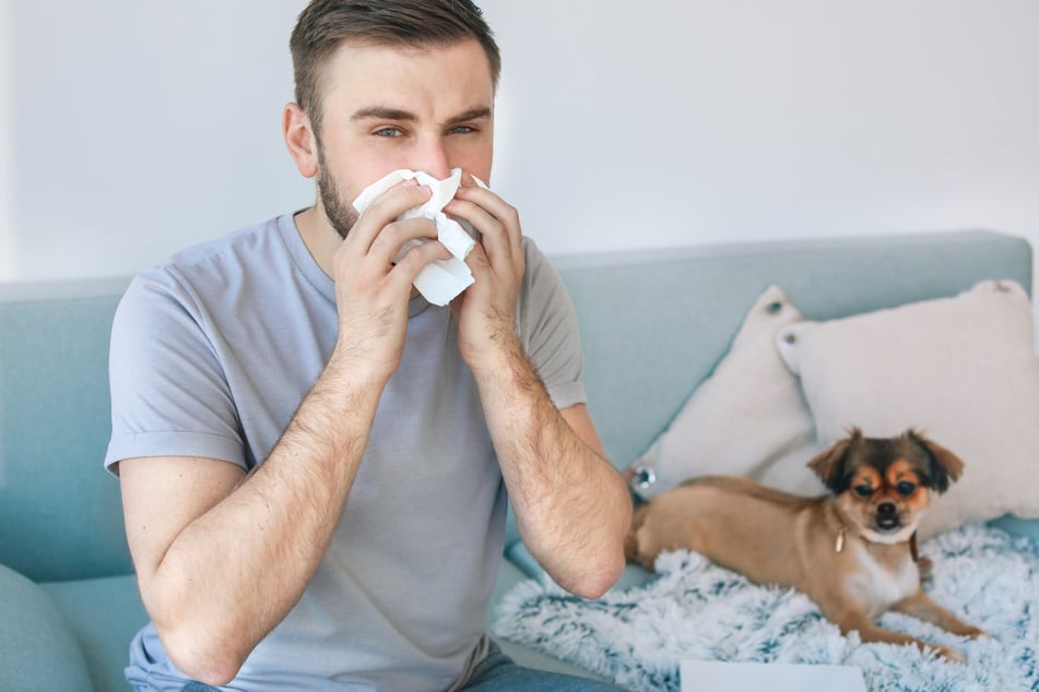 If you only have a mild dog allergy, you can still adopt a pooch.