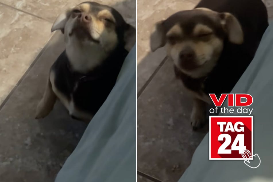Viral Video of the Day for February 28, 2025: Guilty pup's face says it all after messy mishap!