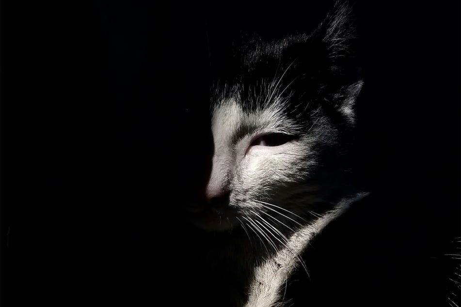 Cat depression can be very dangerous for your feline friends' health.