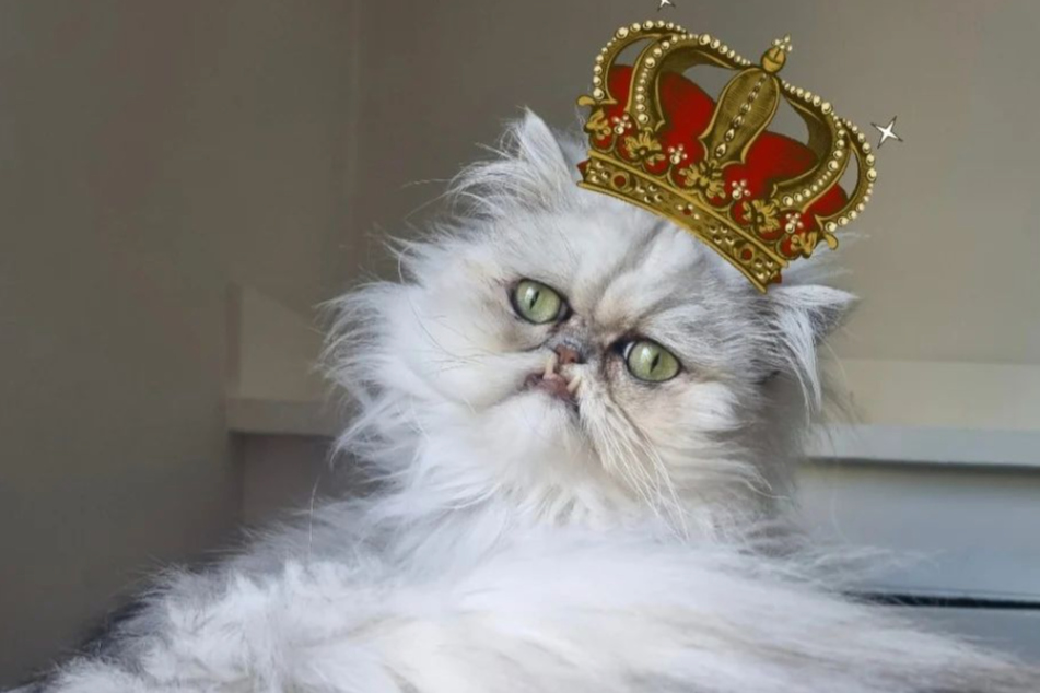 Wilfred is one of the world's ugliest cats.