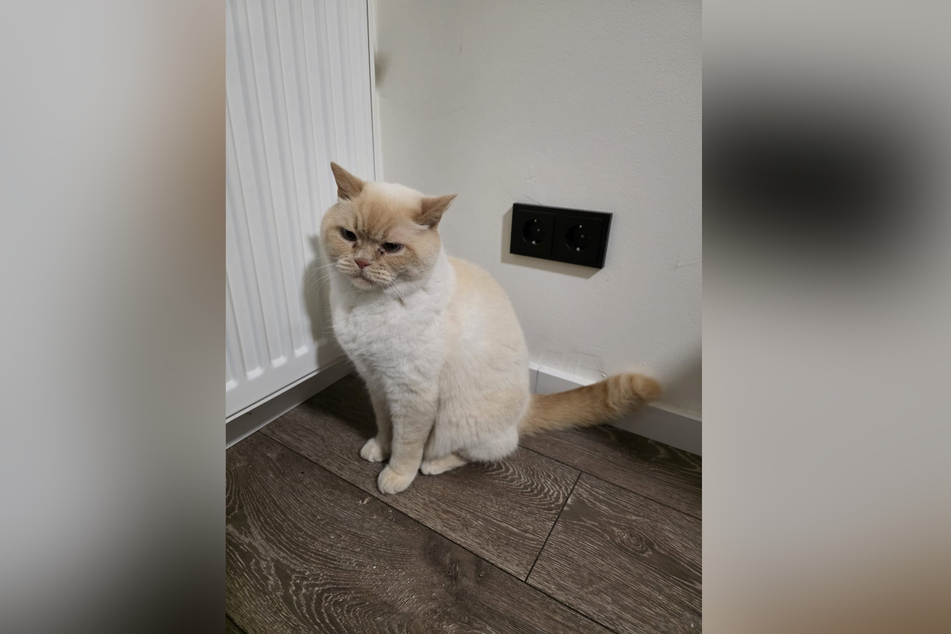 The Herdecke fire department was called out on a strange assignment because of a cat.