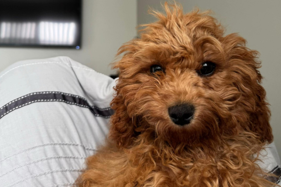 This is what Lulu looked like before her fateful visit to the groomer...
