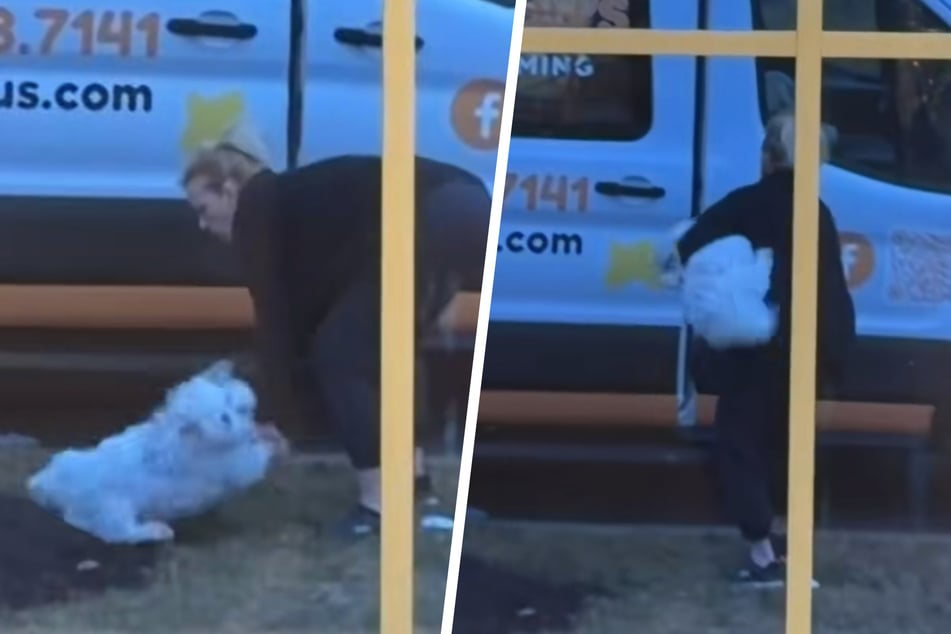 Dog thinks he's being kidnapped – but what's actually behind it has TikTok laughing!