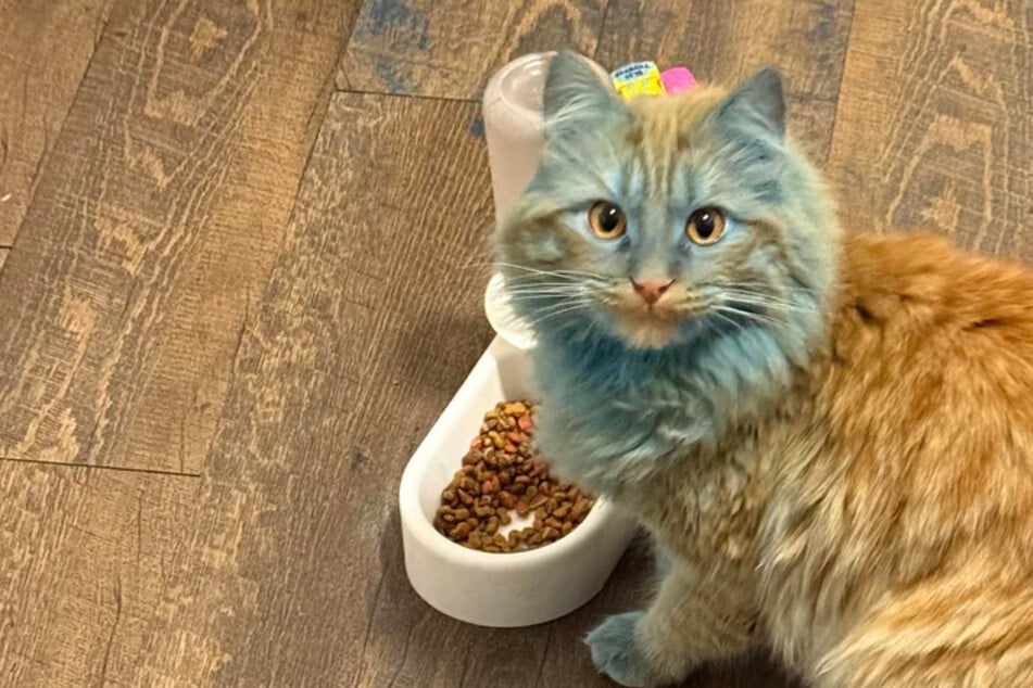 Cat owner turns to Reddit after he wakes up to find his orange kitty turned blue!