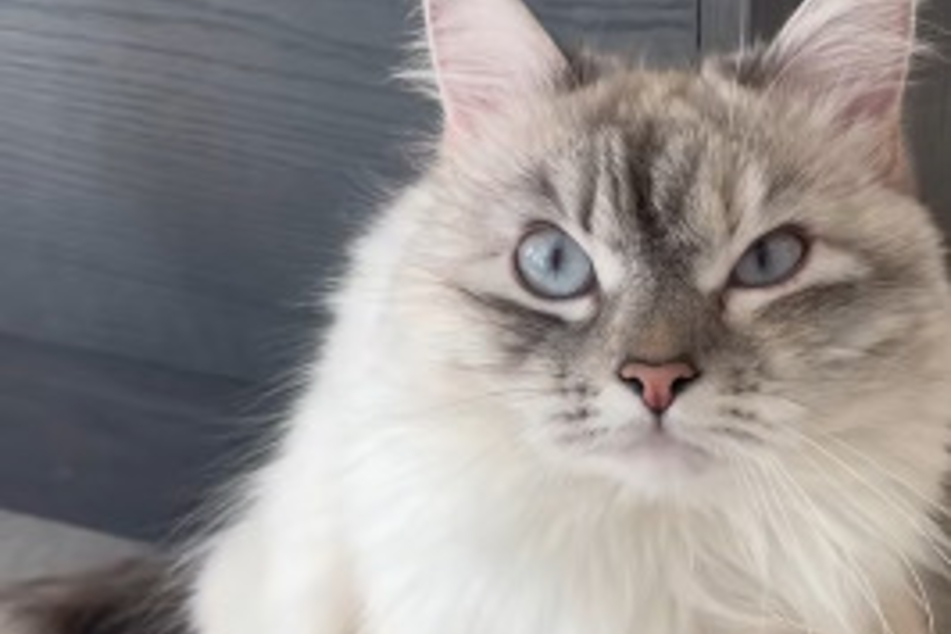 Cat is furious at every little minor inconvenience in hysterical video compilation