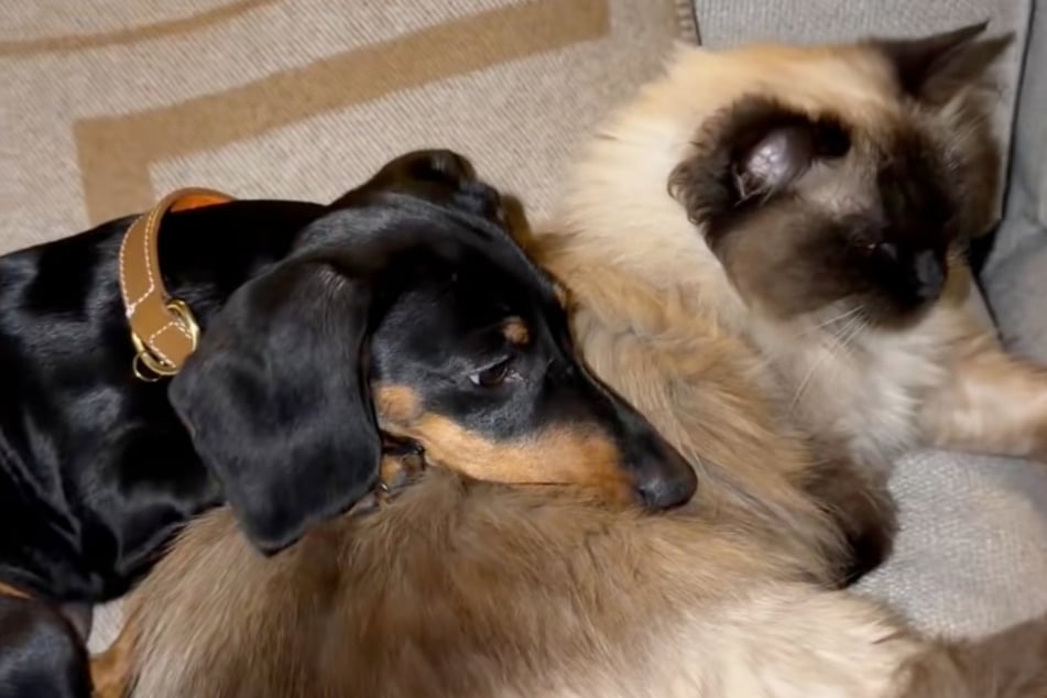 Despite all the contrasts, James the Dachshund dog is now fully accepted by the cats.