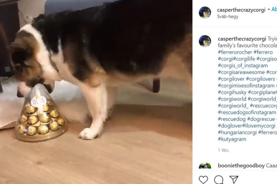 This corgi-husky mix tried desperately to get to his prey.