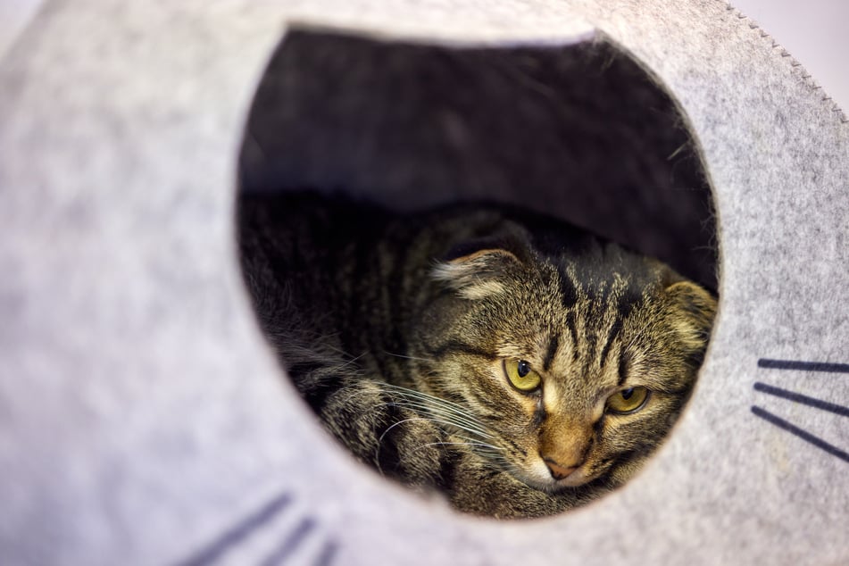 Can't find your cat? Here are the top hiding places for kitties