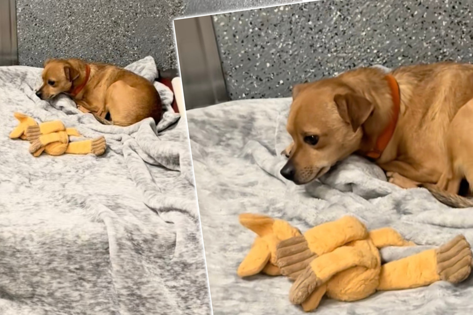 Chihuahua left devastated when siblings are all adopted without him: "210 long days of waiting"