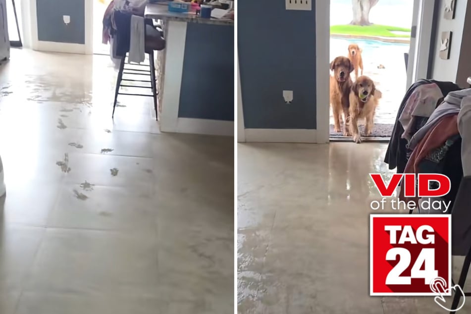 This woman left her back door open and came home to discover her golden retrievers had turned the house into their personal indoor pool.