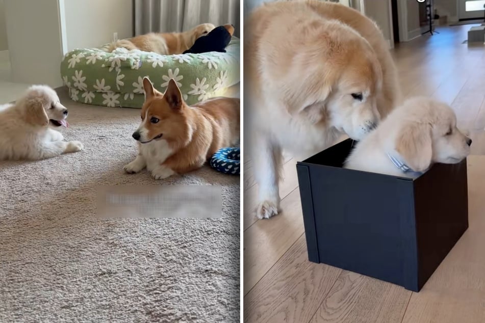 Puppy Hugo arrived in a box and was warmly greeted by his fellow Golden Retriever, Maui, but little Ruby had other opinions!