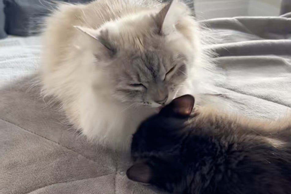 Freya was suddenly full of energy after the kitten named Teddy joined the family.