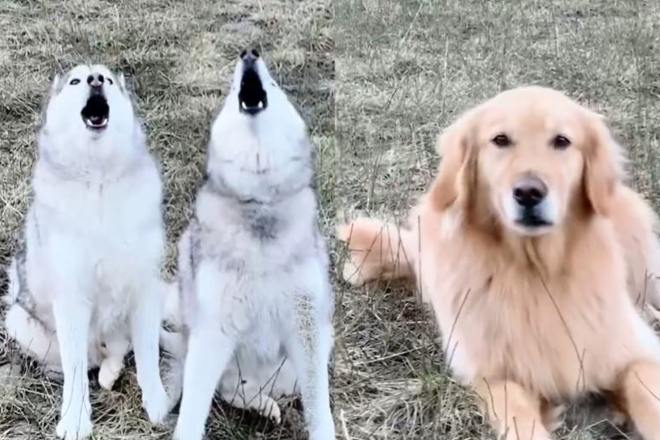 Who let the dogs out? Huskies embarrass their fellow pup with hilarious howling