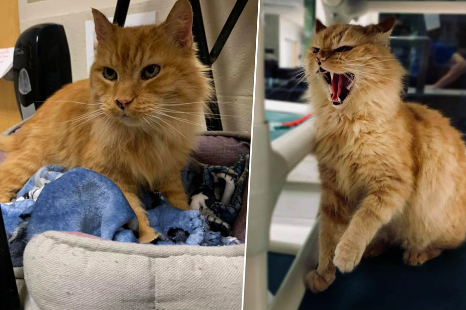 Animal shelter seeks family for grumpy cat, then a miracle happens!
