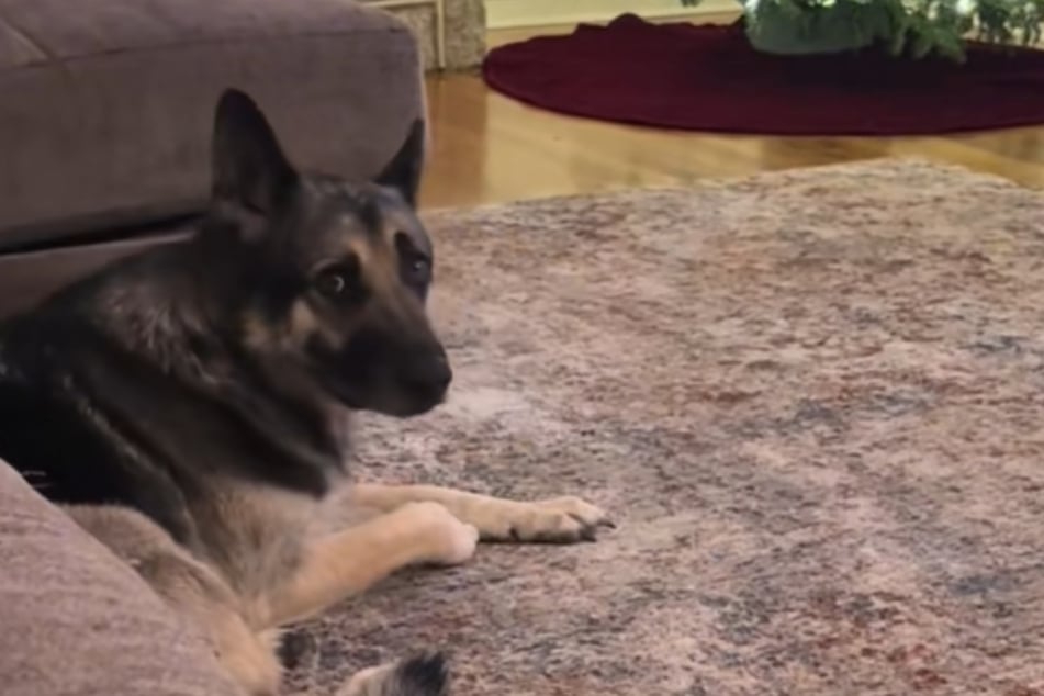 Nevertheless, the German shepherd remained calm – even when he gave his owner a judgy look!