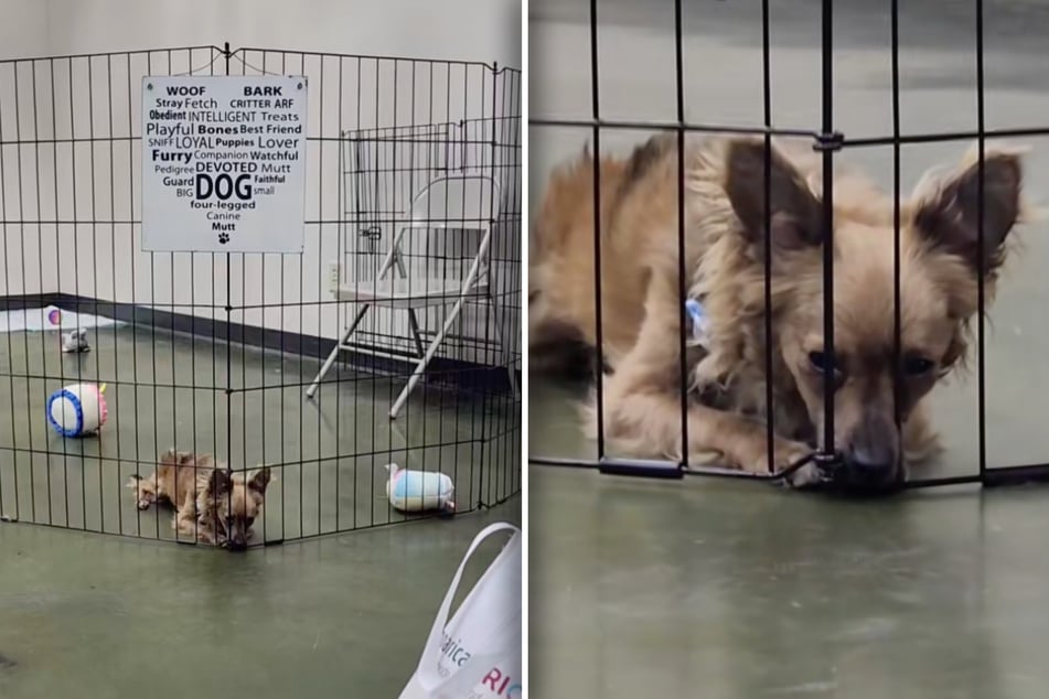 All the other dogs were lucky, only Darby is once again alone at the end of an adoption event.