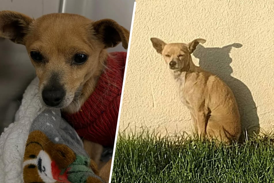 Dog abandoned when owners moved is petrified of rescuers: "She didn't understand kindness"