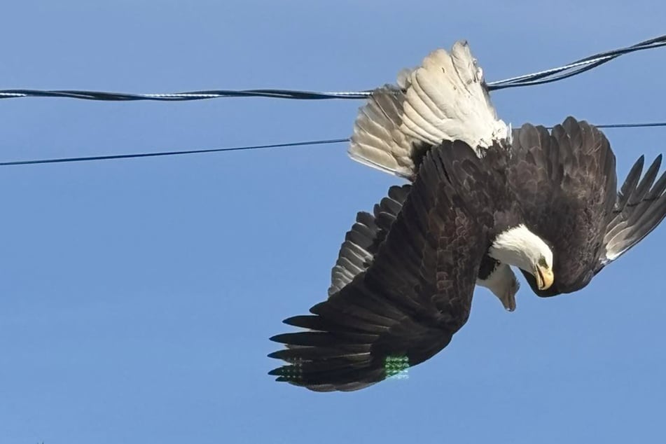 Bald eagle battle ends in a terrible tangle caught on camera!
