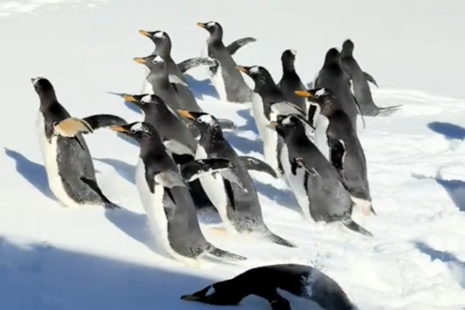 The penguins couldn't get enough of the snow in Missouri.