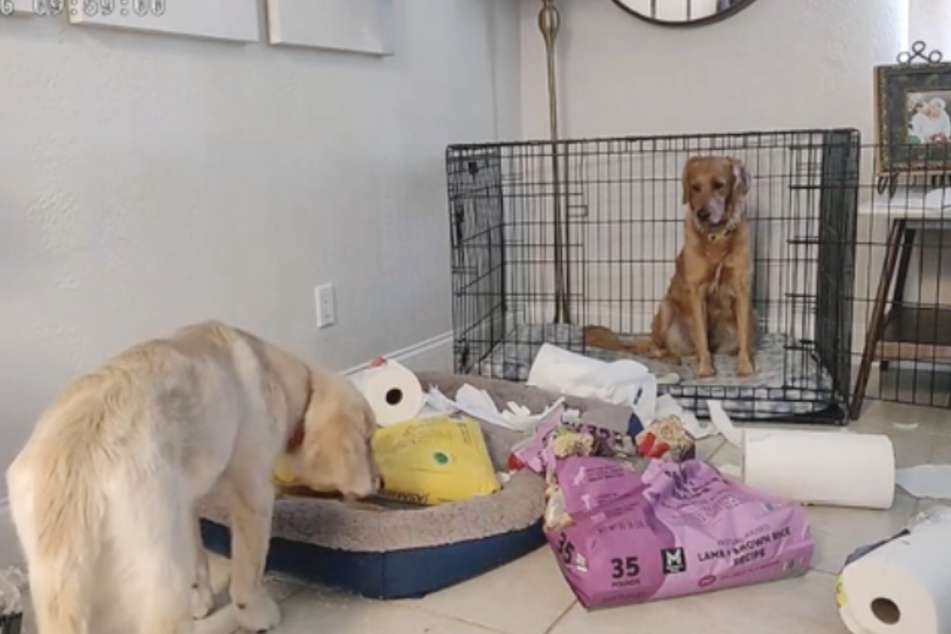 While Gus the dog curiously explored, Dolly watched from a safe distance.
