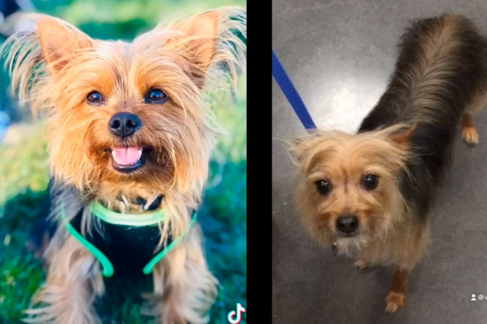 Gucci (l.) bears some resemblance to his replacement.