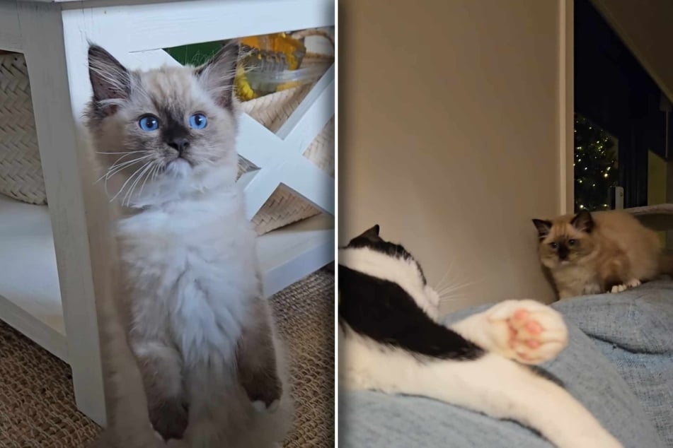 The little kitten named Bambi has a very bad time with the older cat, Milo.