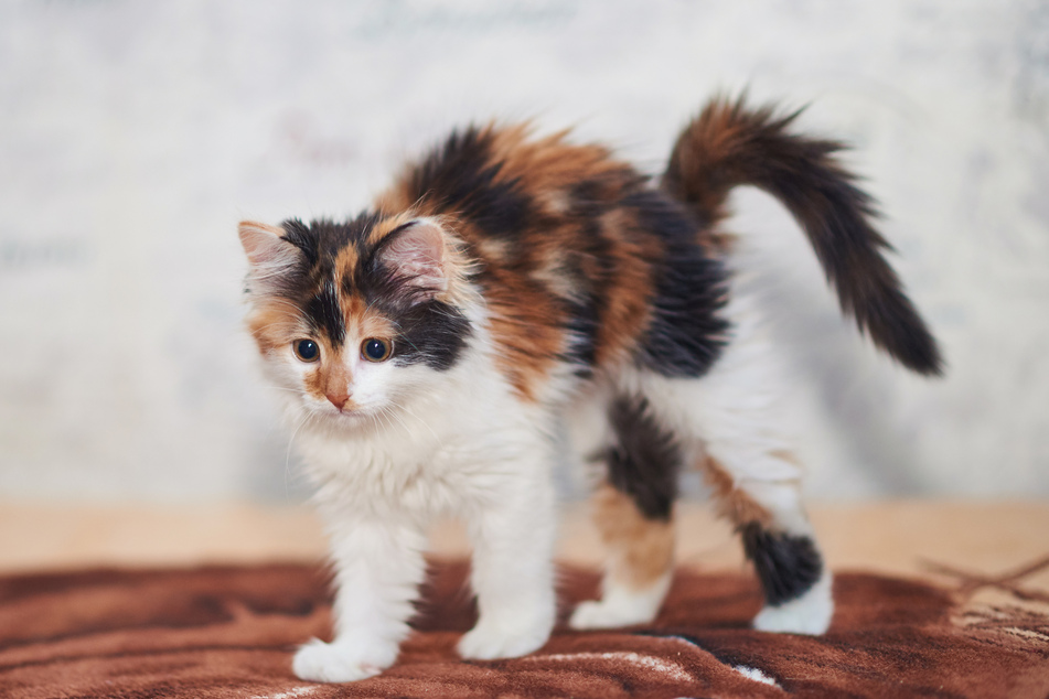 Cat parents can sometimes observe kittens arching their backs.