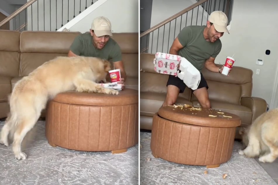 Golden Retriever Bauer pounced on the food within seconds, devouring as much as he could, as fast as possible.