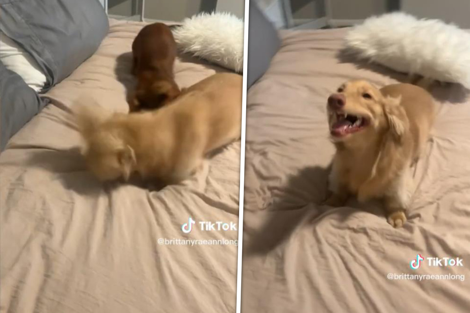Cute dachshund dog sneezes "while getting pestered by the crackhead"