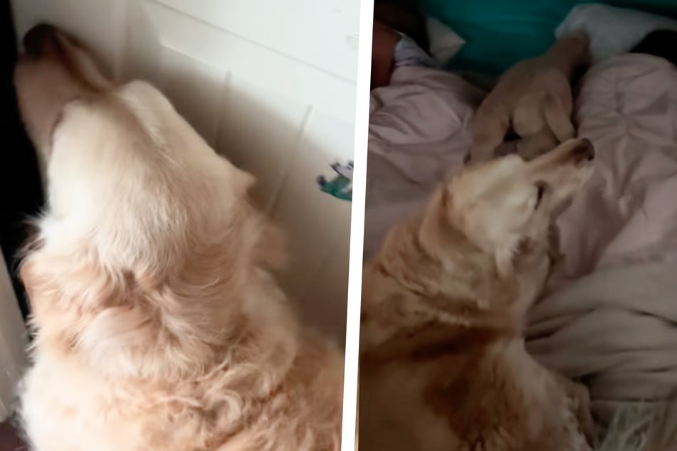 Golden retriever dog takes on role of "house alarm clock" with adorable roar