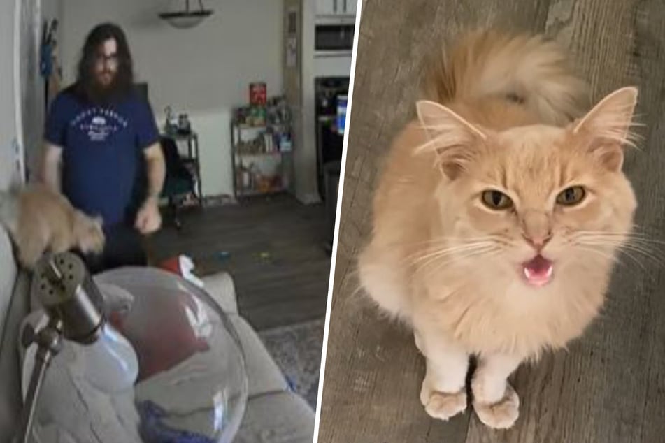 Chris surprised his girlfriend with an adorable moment starring her beloved cat, Biscuit.