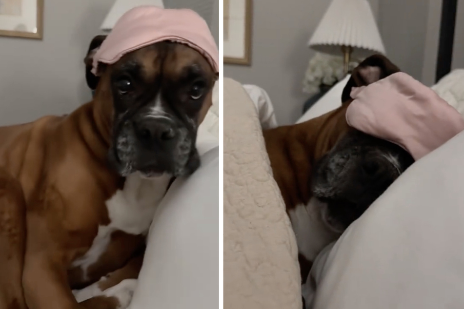 Spoiled dog won't sleep without this hysterical bedtime ritual in viral video