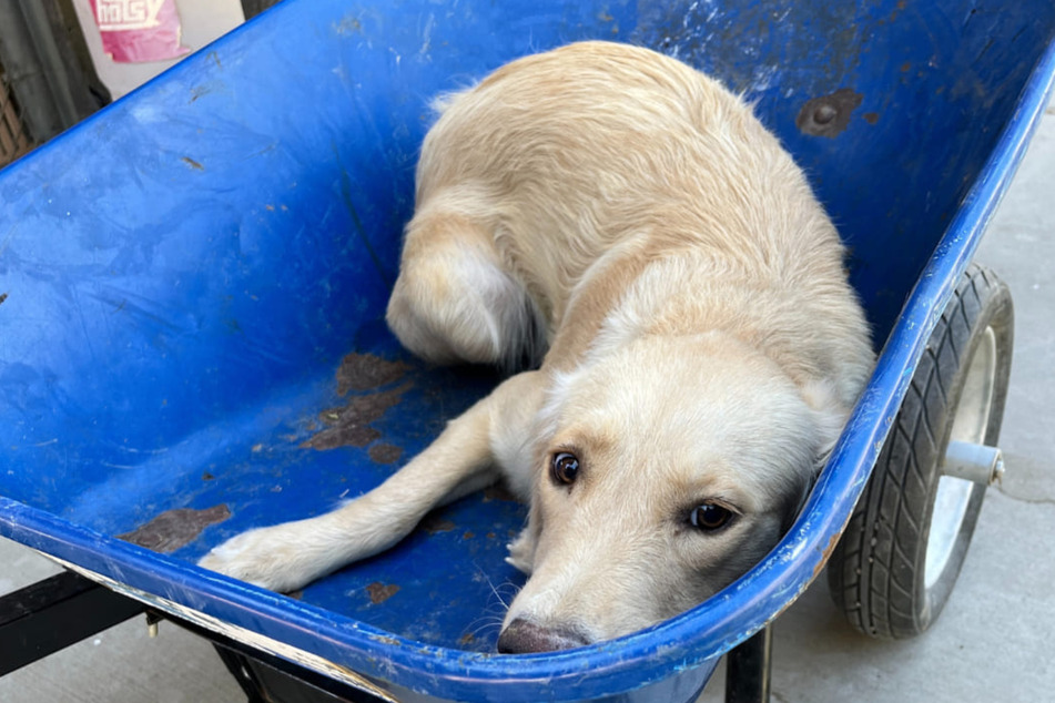 An eight-year-old dog was miraculously saved from euthanasia in Austin, Texas.