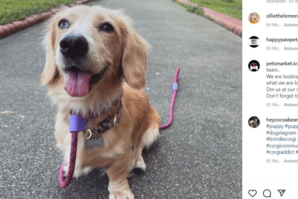 So cute: Bean is the perfect mix of Dachshund and Golden Retriever - a Golden Dox in fact.