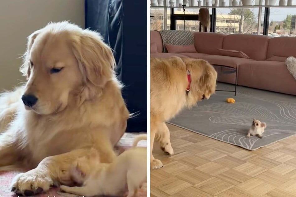These two are both dogs, but that's where the similarities end! Animal siblings Oats and Butters couldn't be more different – in both personality and size!