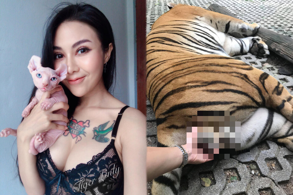 Model cups tiger's testes but doesn't get the expected response