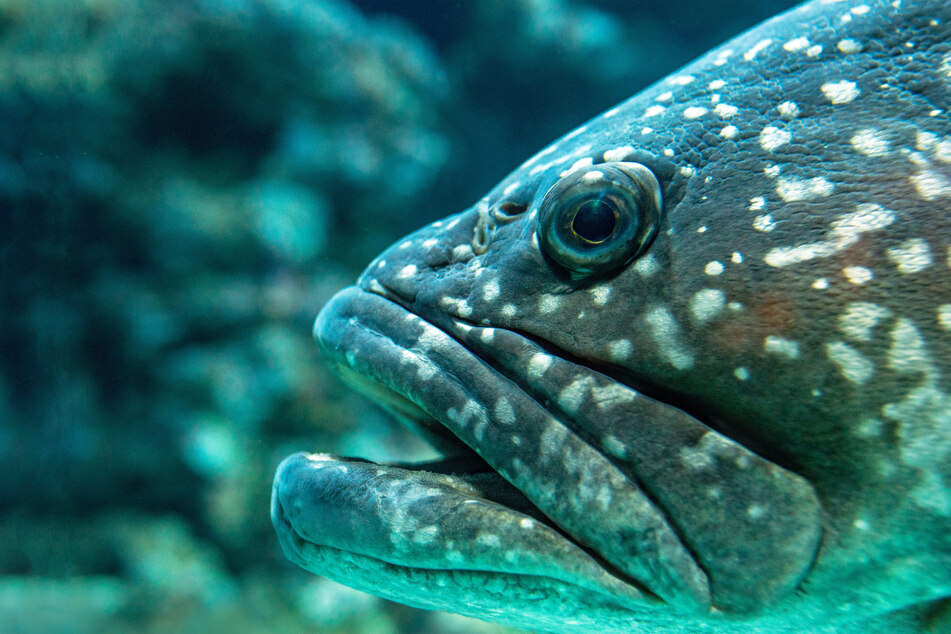 There are some remarkably big fish out there, but can they be caught on a line?