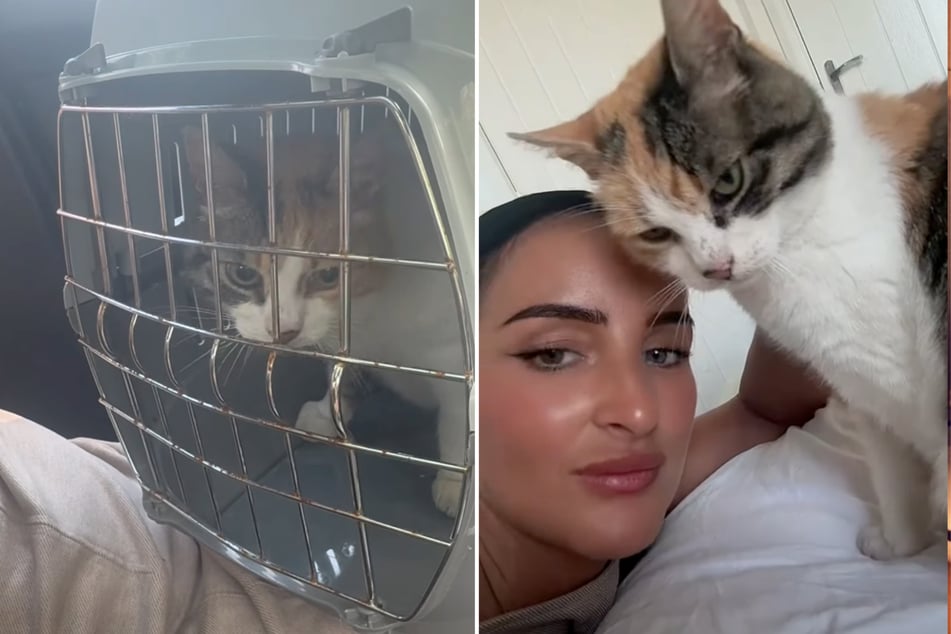 The cat was finally able to return home safely.