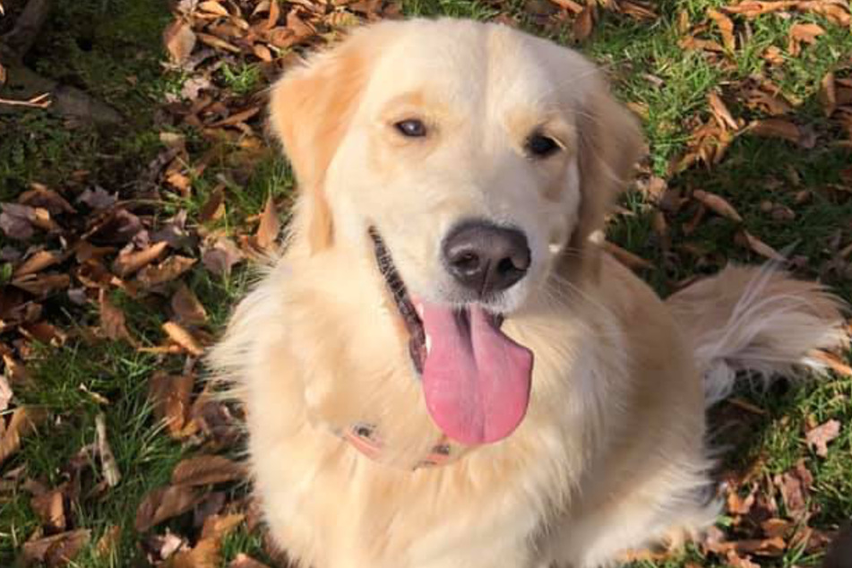 Kaitlyn Kolinsky and her family hung up missing dog posters with this picture of Sandy.