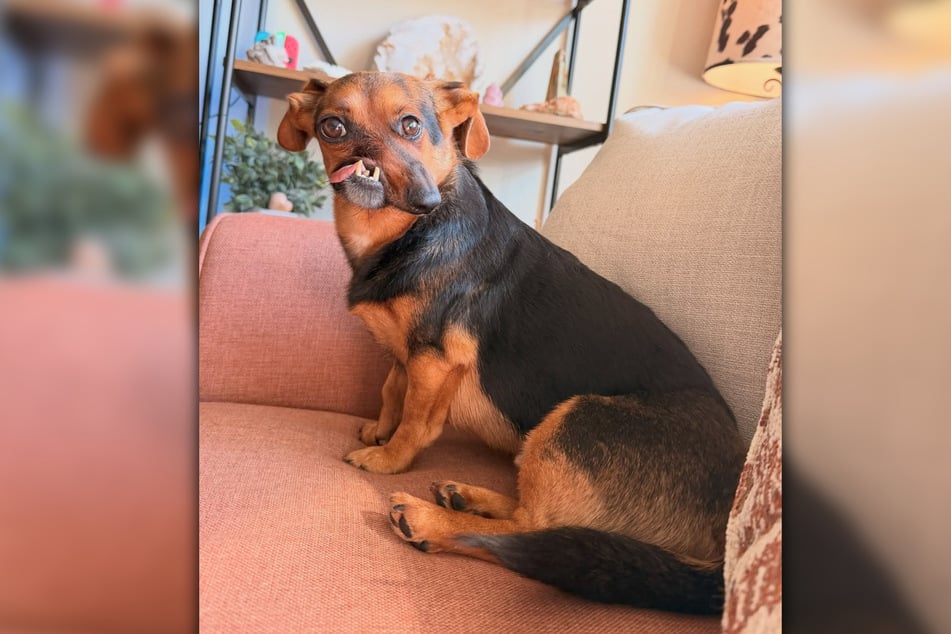 When he was a puppy, Newt was attacked by another dog. Since then, he has had a crooked snout.