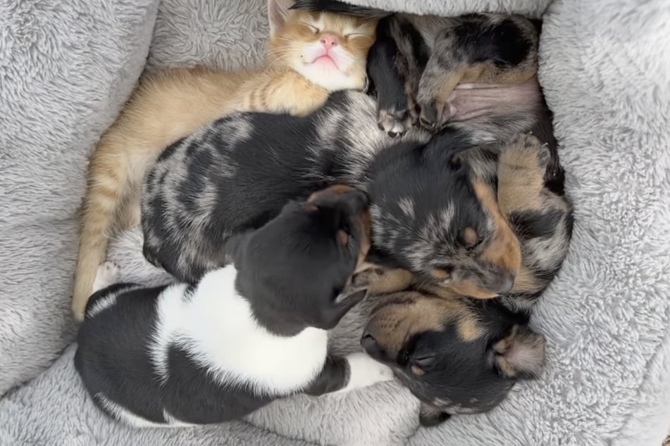 The puppies welcomed the kitten with open arms!